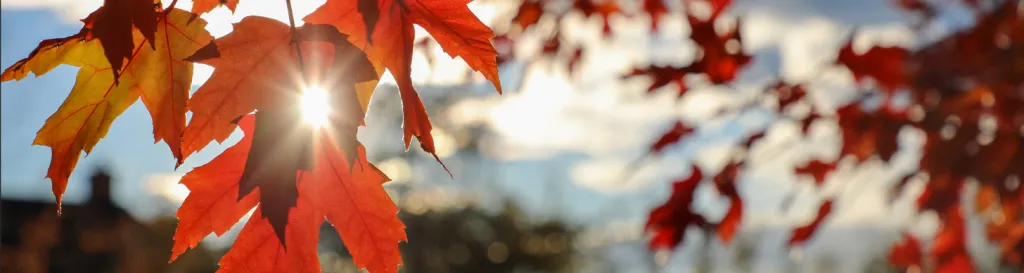 Sun filtering through maple tree leaves